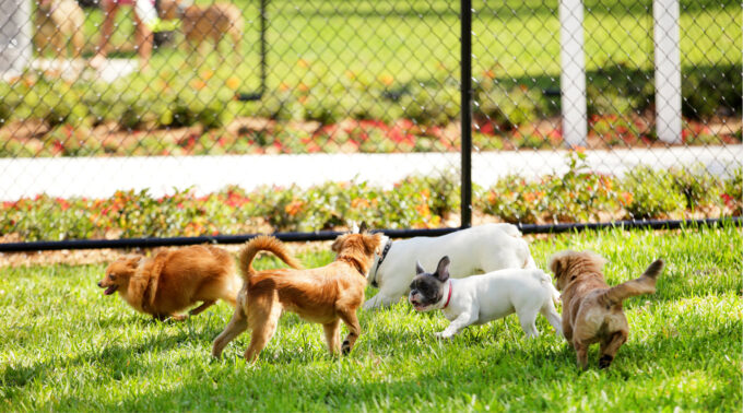 THE PAW-FECT FENCE: HOW DOWNEE FENCING HARDWARE HELPS KEEP OUR FURRY FRIENDS SAFE